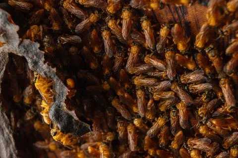 Macro photograph of native stingless bees from the Amazon Stock Photos
