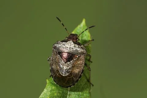 Macro photograph of a Schiller bug (Eysacoris venistissimus) sitting on the tip Foto stock