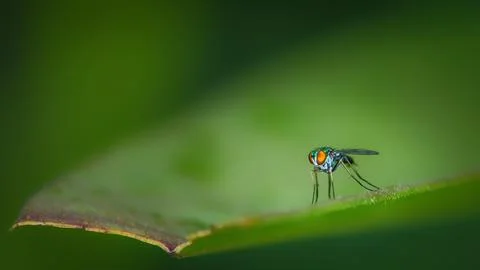 Macro photograph of a tiny fly with vivid orange eyes perched on the edge o.. Stock Photos