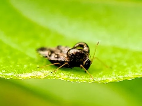 Macro photograph of a tiny, intricately patterned lace bug crawling on a gr.. Stock Photos