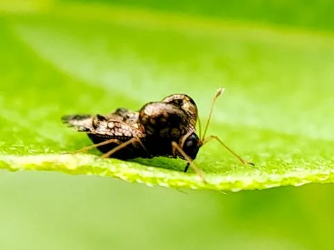 Macro photograph of a tiny, intricately patterned lace bug crawling on a gr.. 스톡 사진
