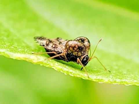 Macro photograph of a tiny, intricately patterned lace bug crawling on a gr.. 스톡 사진