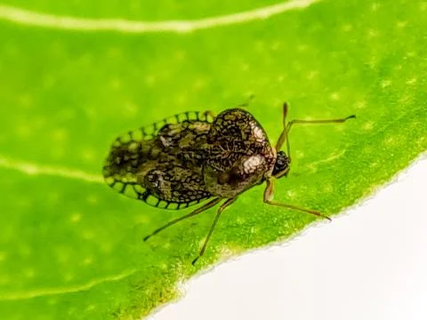 Macro photograph of a tiny, intricately patterned lace bug crawling on a gr.. 스톡 사진