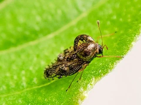 Macro photograph of a tiny, intricately patterned lace bug crawling on a gr.. Stock Photos