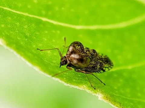 Macro photograph of a tiny, intricately patterned lace bug crawling on a gr.. 스톡 사진