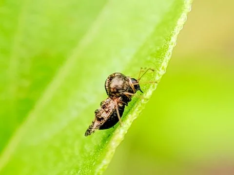 Macro photograph of a tiny, intricately patterned lace bug crawling on a gr.. 스톡 사진