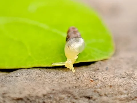 Macro photograph of a tiny snail crawling on a green leaf, showcasing its t.. Stock Photos