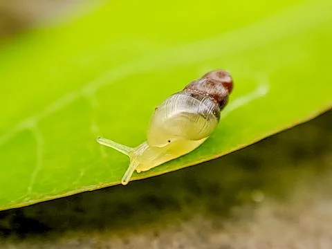 Macro photograph of a tiny snail crawling on a green leaf, showcasing its t.. Stock Photos
