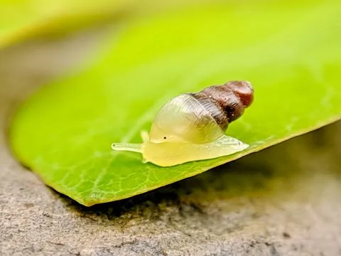 Macro photograph of a tiny snail crawling on a green leaf, showcasing its t.. Stock Photos