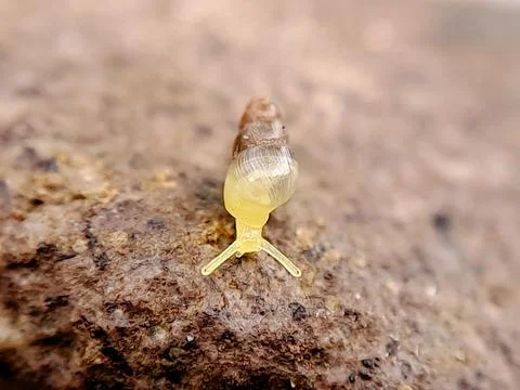 Macro photograph of a tiny snail crawling on a green leaf, showcasing its t.. Stock Photos