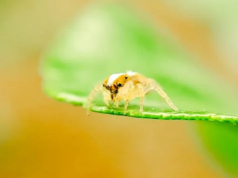 Macro photograph of a tiny yellow jumping spider perched on a green leaf, i.. Stock Photos