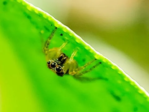 Macro photograph of a tiny yellow jumping spider perched on a green leaf, i.. Stock Photos