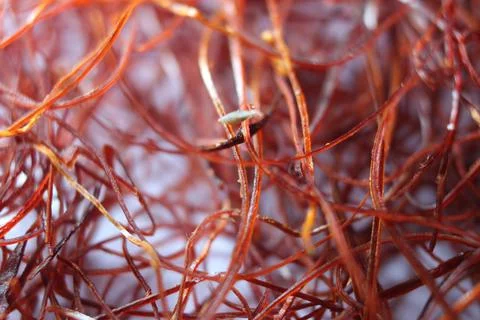 Macro photograph view of saffron with selective focus Stock Photos