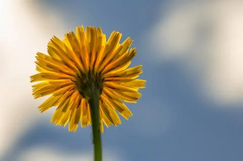Macro photography of the back of a fully opened dandelion flower illuminated  Stock Photos