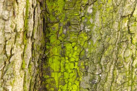 Macro photography of the bark of an old tree in a suburban forest Stock Photos