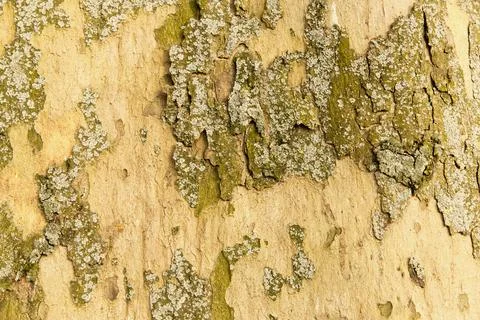 Macro photography of the bark of an old tree in a suburban forest Stock Photos