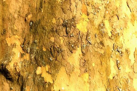 Macro photography of the bark of an old tree in a suburban forest Stock Photos