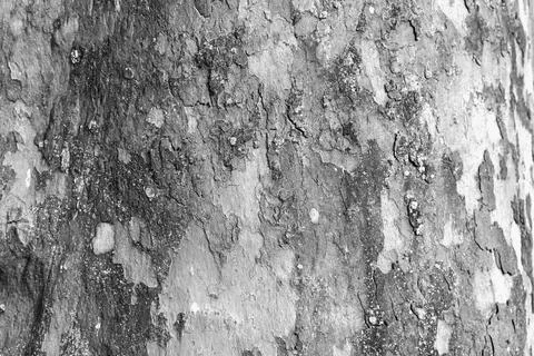Macro photography of the bark of an old tree in a suburban forest Stock Photos