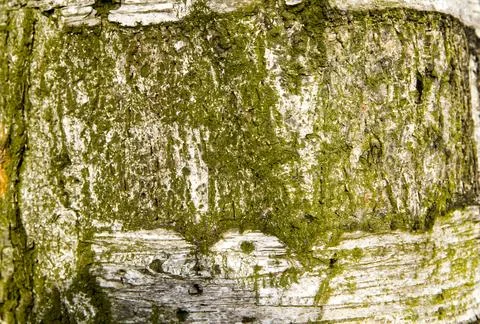 Macro photography of the bark of an old tree in a suburban forest Stock Photos