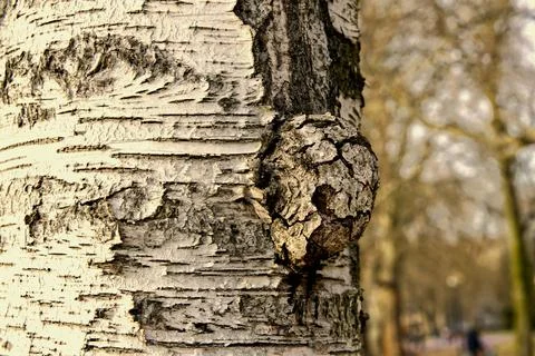 Macro photography of the bark of an old tree in a suburban forest Stock Photos