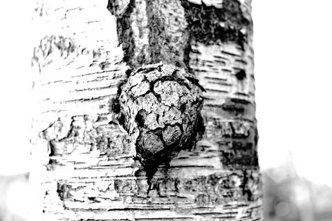 Macro photography of the bark of an old tree in a suburban forest Stock Photos