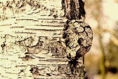 Macro photography of the bark of an old tree in a suburban forest Stock Photos