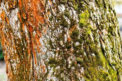 Macro photography of the bark of an old tree in a suburban forest Stock Photos
