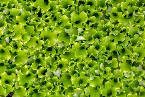 Macro photography of the beautiful pattern of a lettuce leaves. Captured at t Stock Photos
