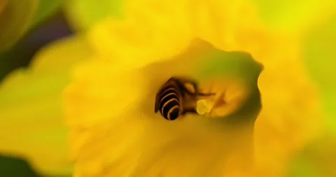 Macro photography of bees collecting nectar from bright yellow daffodils. Stock Footage 329927377