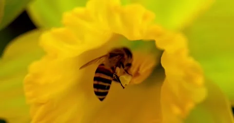 Macro photography of bees collecting nectar from bright yellow daffodils. Stock Footage 329927380
