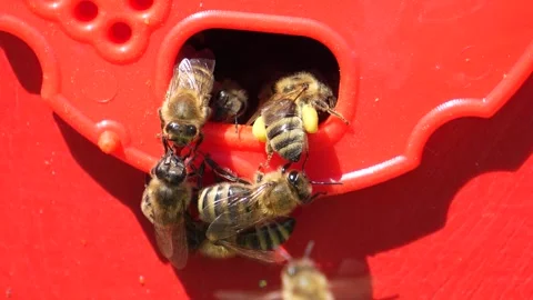 Macro photography of bees working in the apiary Stock Footage 315869782