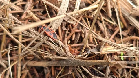 Macro photography of beetles in the grass Stock Footage 318481082