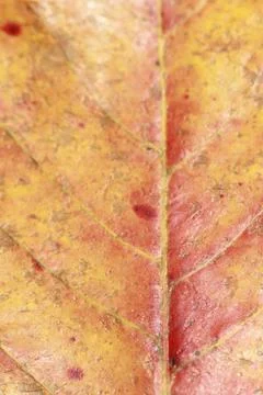 Macro photography brown leaf Stock Photos