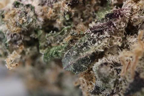 Macro Photography Close Up Weed Marijuana Nature Plant Texture 5 스톡 사진