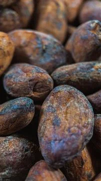 Macro photography of cocoa beans Stock Photos