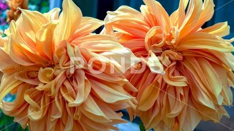 Macro photography of a couple of flamethrower dahlia flowers. Captured at the Stock Photos
