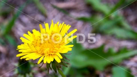 Macro photography of a dandelion flower and some leaves in the background. Ca Stock Photos