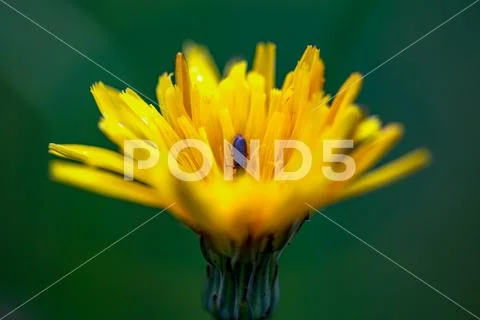 Macro photography of a dandelion flower with a tiny bug inside. Captured at t Stock Photos