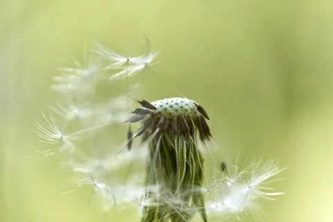Macro photography of dandelion. Internal structure of the flower inside. Stock Photos