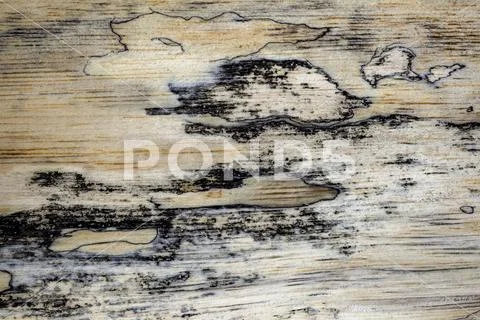 Macro photography of different textures of wood produced naturally by fungi m Stock Photos