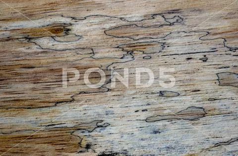 Macro photography of different textures of wood produced naturally by fungi m Stock Photos