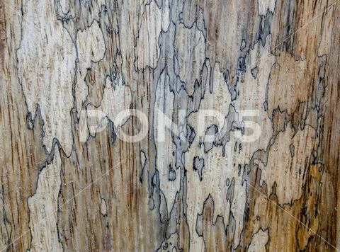 Macro photography of different textures of wood produced naturally by fungi m Stock Photos