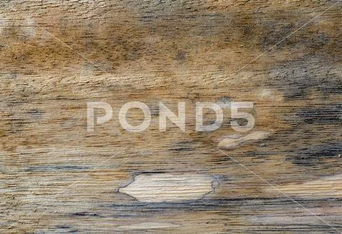 Macro photography of different textures of wood produced naturally by fungi m Stock Photos