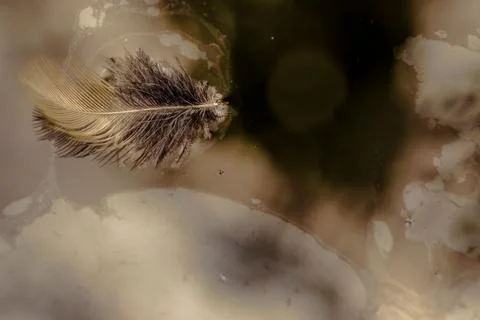 Macro photography of a feather floating on the water of a tank in a farm, in  Foto stock