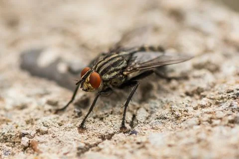 Macro photography fly close up Stock Photos