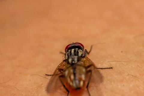 Macro photography of a fly Stock Photos