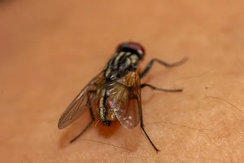 Macro photography of a fly Foto stock