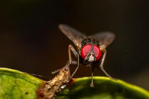 Macro Photography of a fly Stock Photos