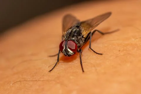 Macro photography of a fly Stock Photos
