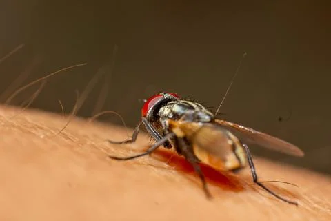 Macro photography of a fly Foto stock